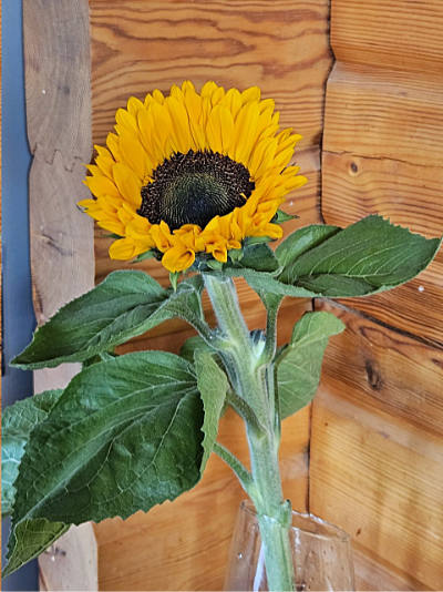 Sonnenblumen-Gesteck